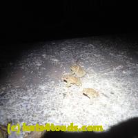 /home//u458753944/public_html/sourcegallery//Roxborough Toad Detour/2013-2019/2018/2018-04-13/P4130018.JPG